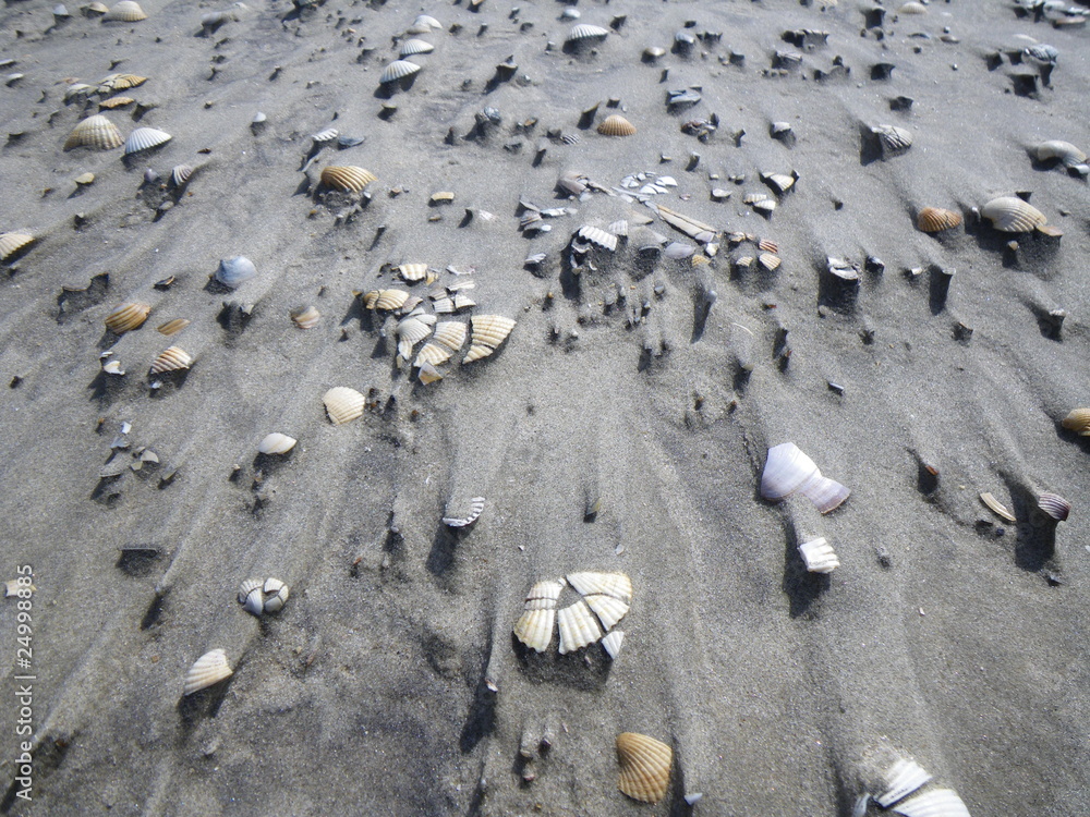 Muscheln am Strand von Romo / Dänemark Muscheln am Strand von Romo / Dänemark