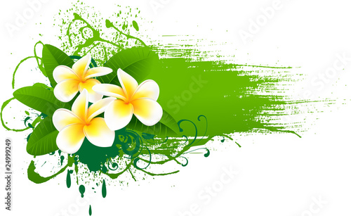 Banner with frangipani
