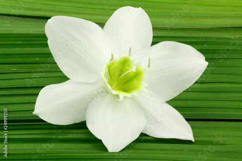 Fototapeta Naklejka Na Ścianę i Meble -  fleur blanche lys de la Vierge sur feuilles de palmier