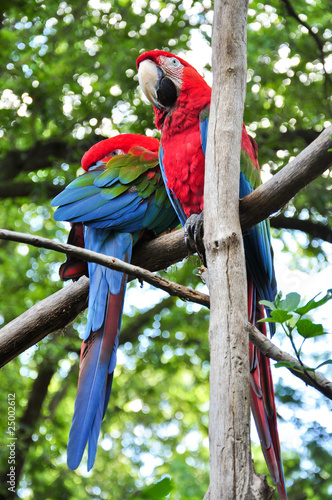 pappagallo ara rosso verde