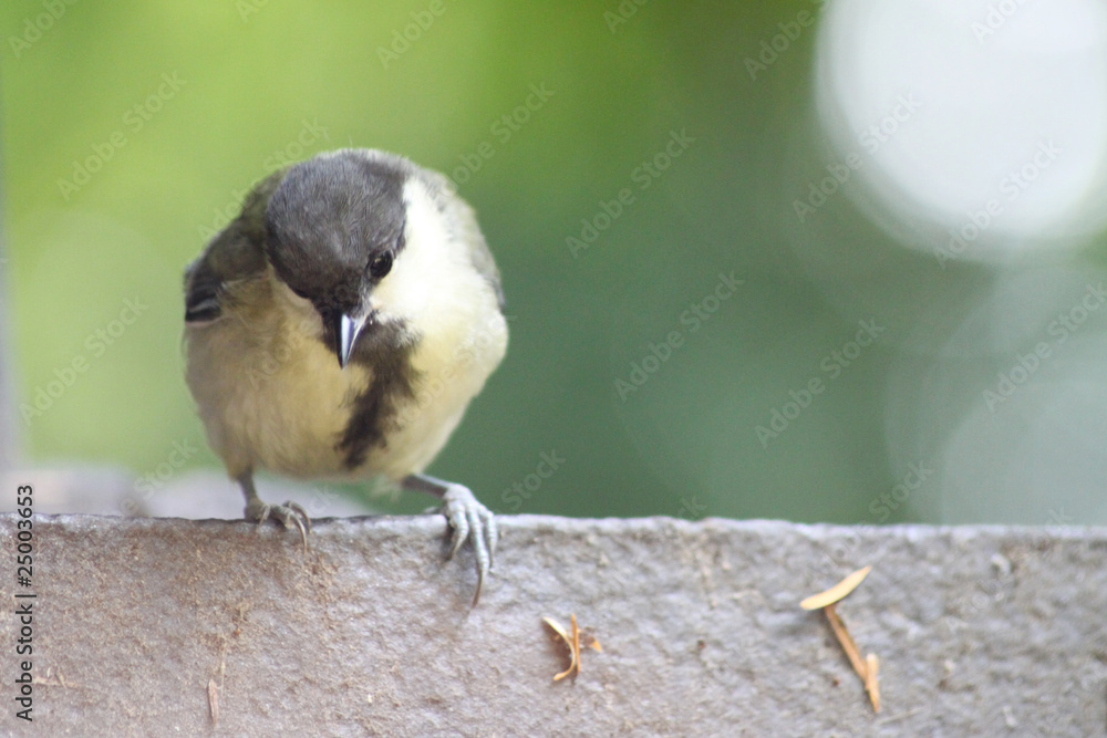 Naklejka premium Kohlmeise
