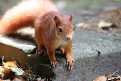 Eichhörnchen