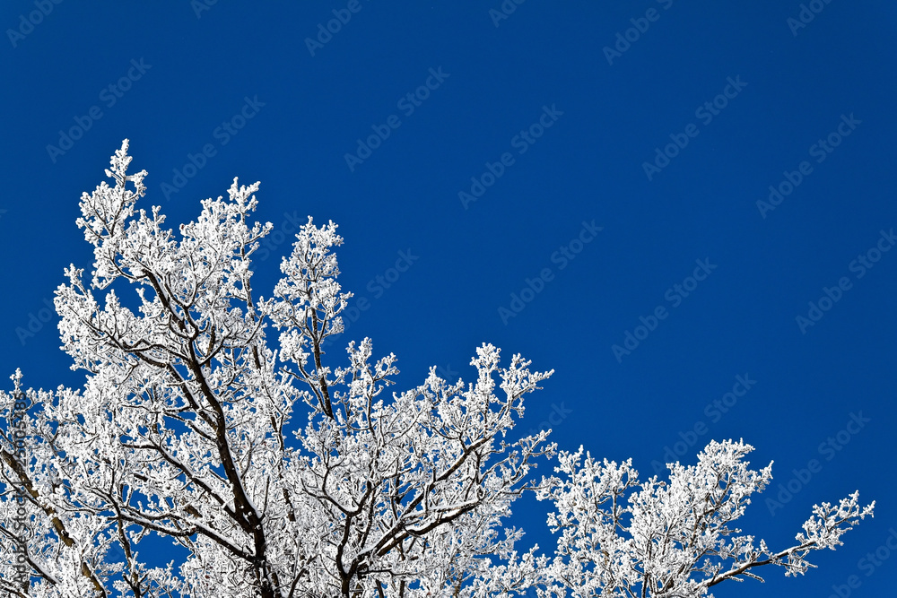 Landschaft mit Raureif, Frost und Schnee auf Baum im Winter.