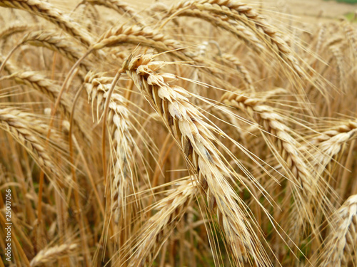 Getreide vor der Ernte