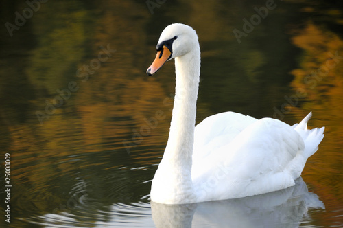 Cygne blanc