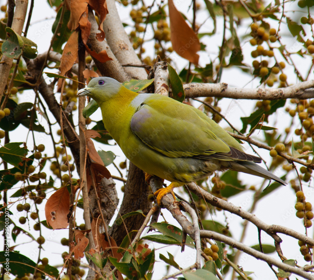 Yellow-footed Green Pigeon Treron phoenicoptera Yellow-footed Green Pigeon Treron phoenicoptera