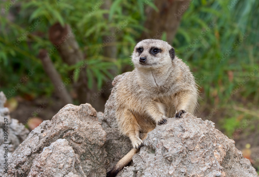 Fototapeta premium Meerkat On Guard.