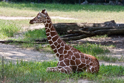 Young Giraffe Resting In The Shade.