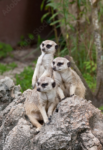 Three Meerkats on Guard