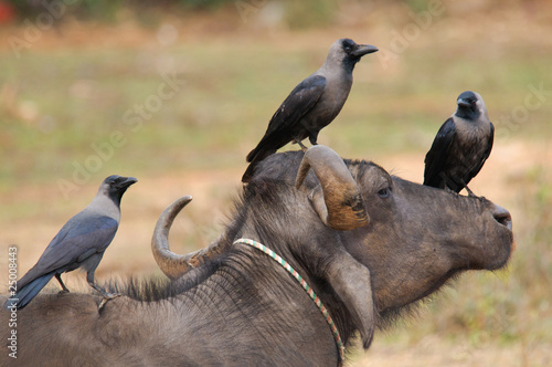 House Crows Corvus splendens on buffalo head