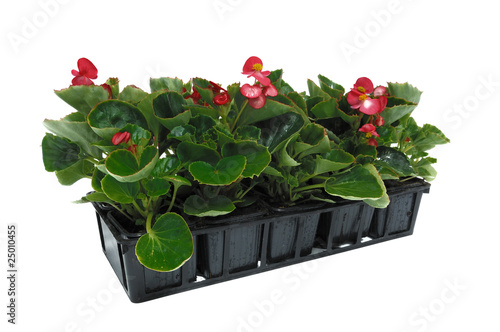 barquette de bégonia