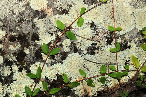 Lichen on Granite Rock photo