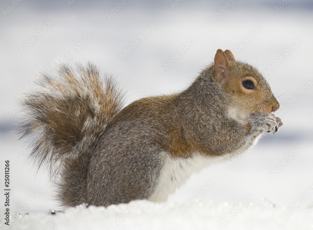 Fototapeta premium cold squirrel