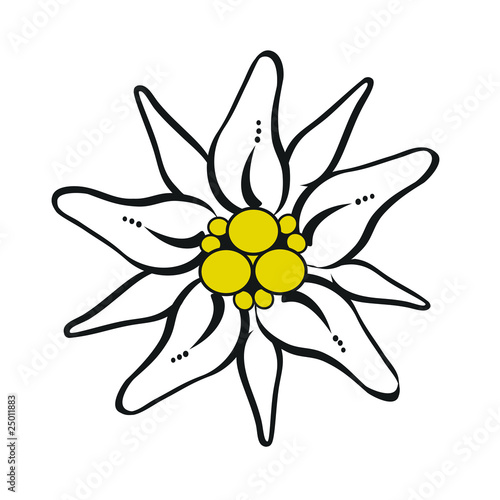 Gebirgsblume Edelweiß Freigestellt