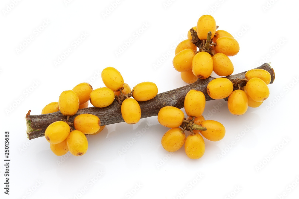 Sea-buckthorn berries branch Sea-buckthorn berries branch