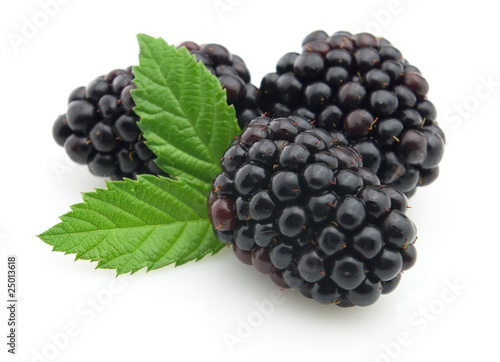 Photos Blackberry with leaves