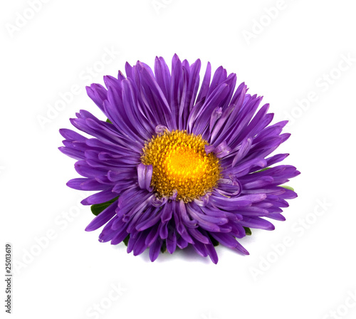 aster photo