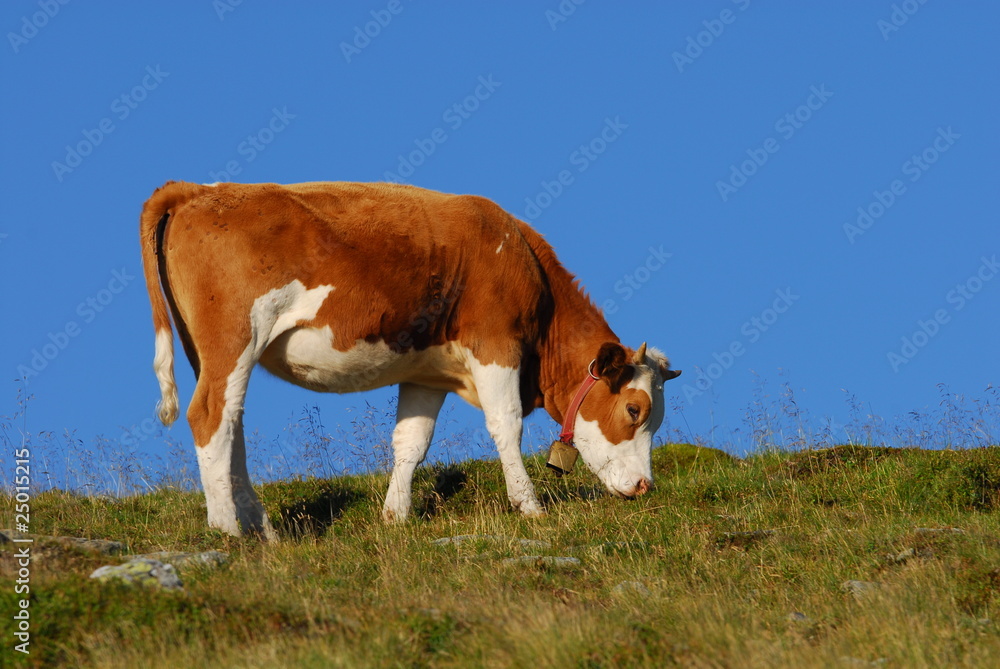 Kuh, Alpen, Weide, Jung, fressen, Bos primigenius taurus, Kuh, Alpen, Weide, Jung, fressen, Bos primigenius taurus,