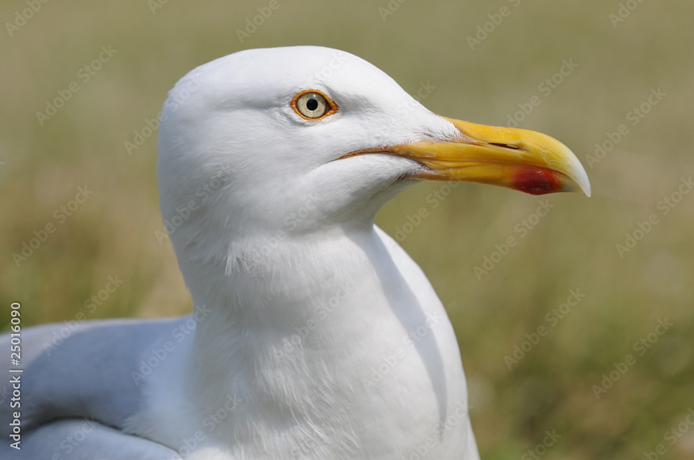 Kopf der Silbermöwe