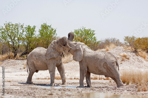 Elefantenbullen  Elephantidae 