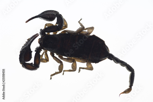 Skorpion lebendig photo