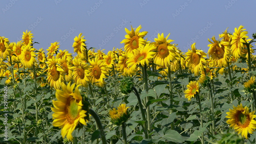 Fototapeta premium girasoles
