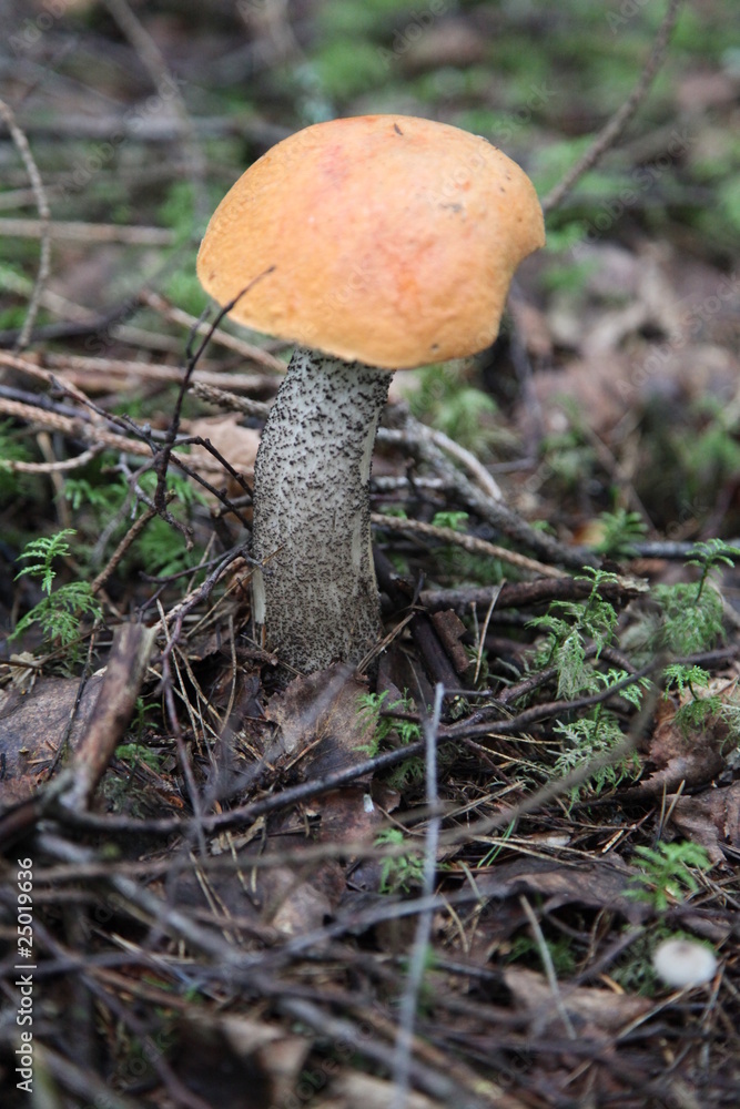 Rotkappe Rotkappe