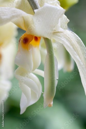 Macro of a white hanging flower