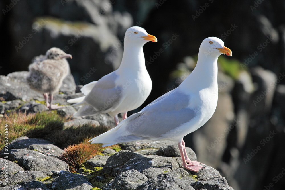Seagull - Glaucous Gull (Larus hyperboreus), with nestling Seagull - Glaucous Gull (Larus hyperboreus), with nestling