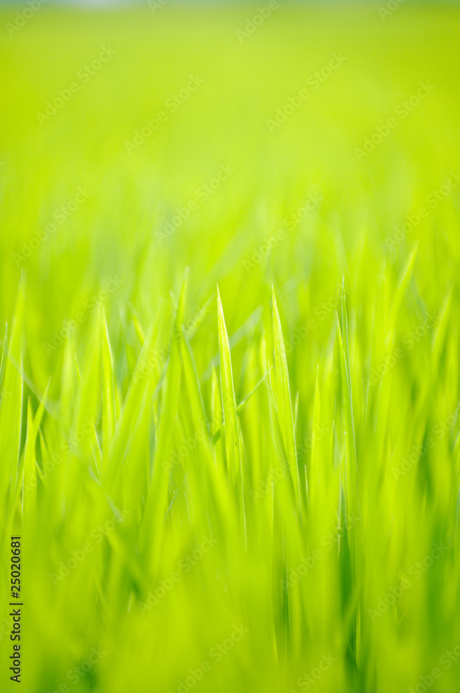 Obraz premium 稲の若葉