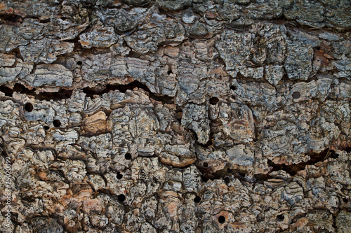 Bark texture with cracks and termite holes