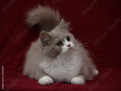 Türkisch Angora Katze
