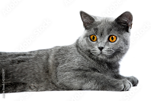 Fototapeta Naklejka Na Ścianę i Meble -  British kitten