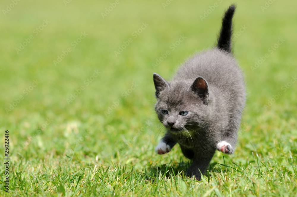 Fototapeta premium Graue springende Katze