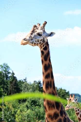 giraffes in the savanna