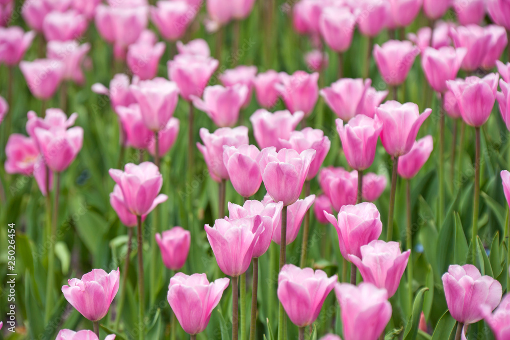 Pink tulips