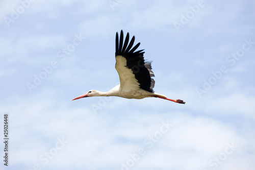 Stork flying