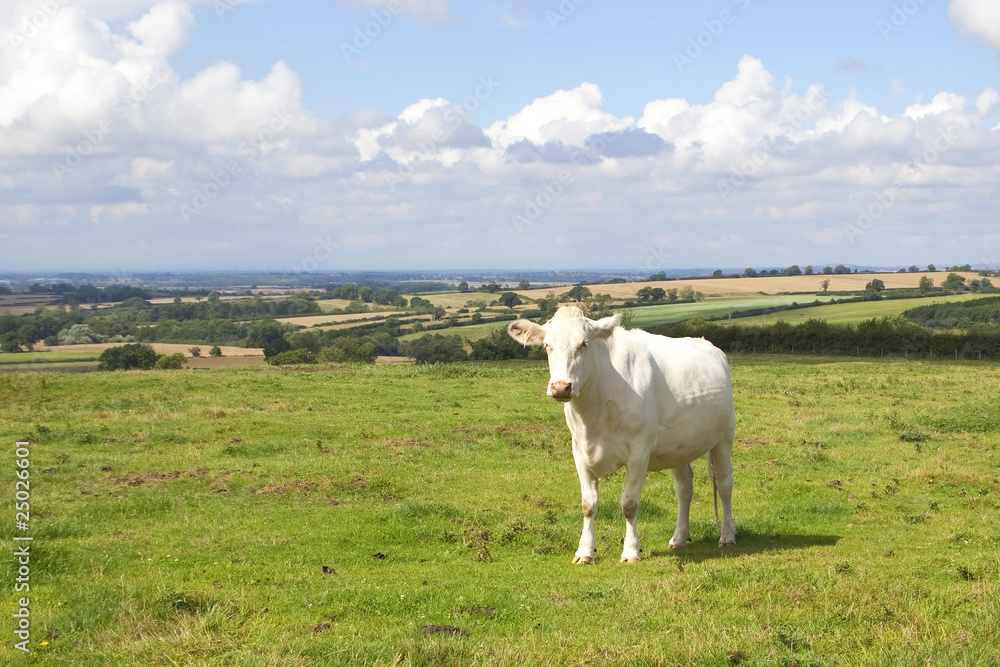 Fototapeta premium landscape with white cow in a summer meadow