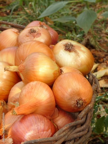 A basket of onions.