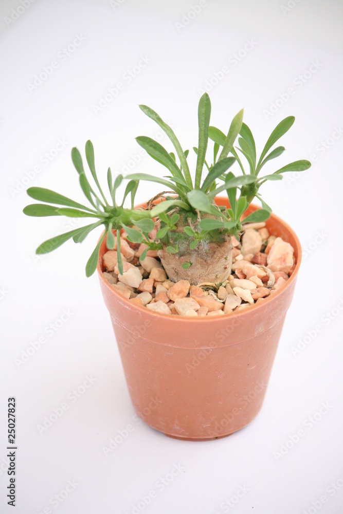Fototapeta premium cactus in Thailand