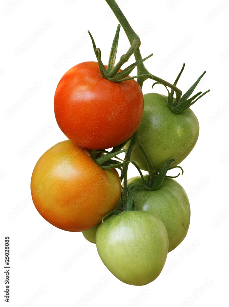 tomatoes tomatoes