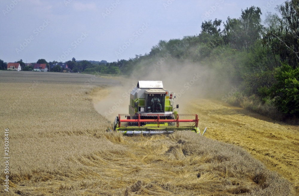 Obraz premium Weizen-Ernte im Spaetsommer