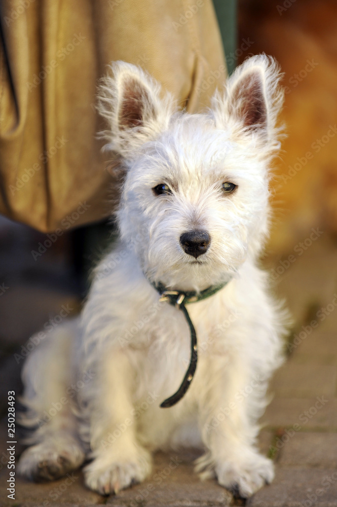 white dog white dog