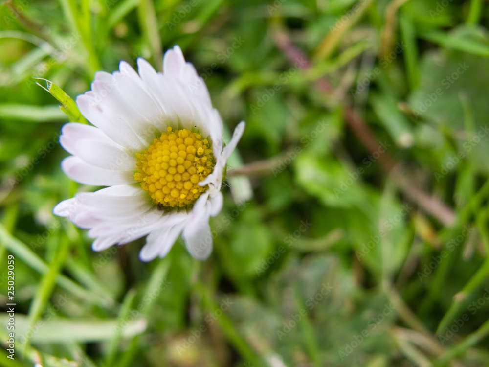 closeup of a daisy flower, bellis perennis, on a meadow closeup of a daisy flower, bellis perennis, on a meadow