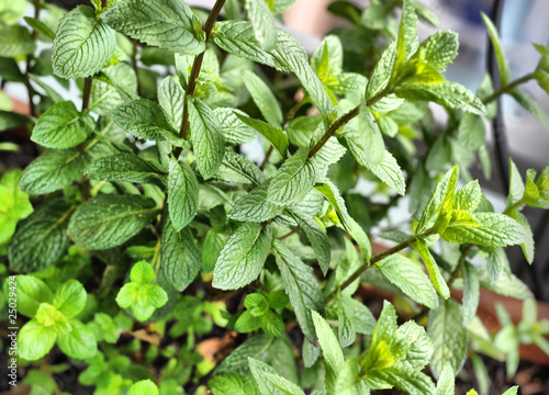 Wallpaper Mural Peppermint Torontodigital.ca