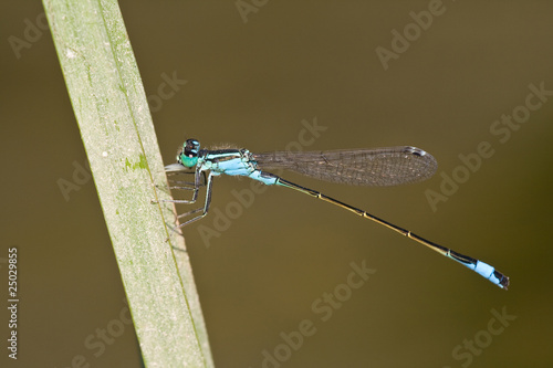 Ischnura elegans photo