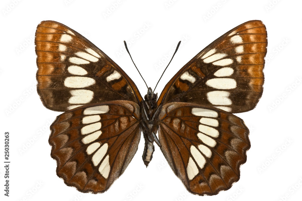 Obraz premium Limenitis lorquini