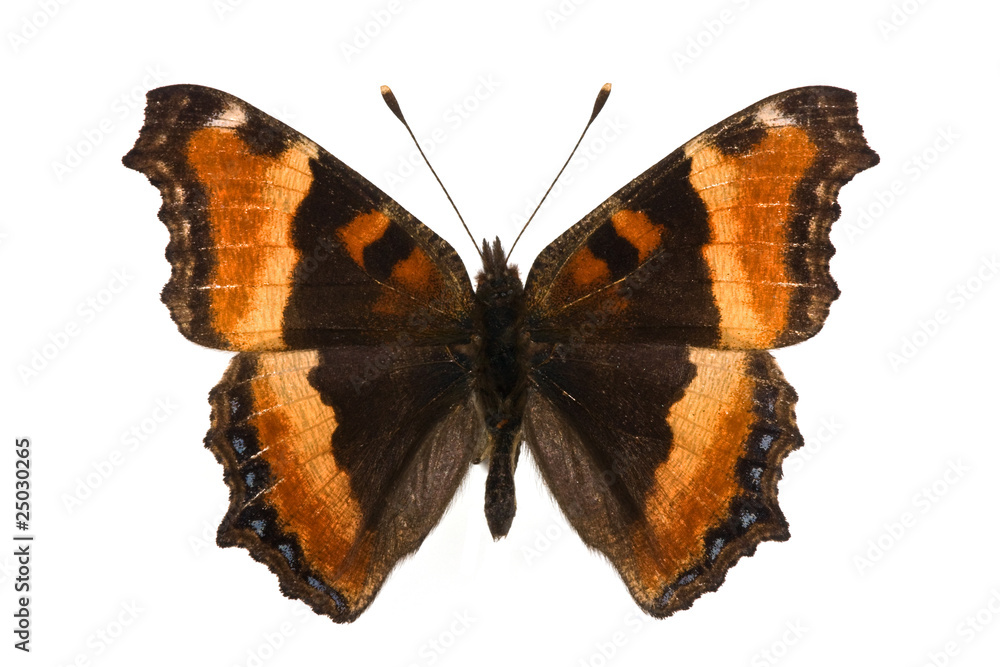 Fototapeta premium Nymphalis milberti