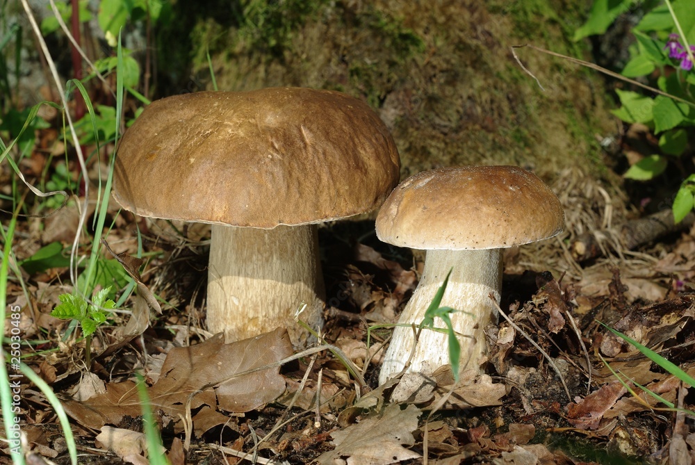 two boletus two boletus