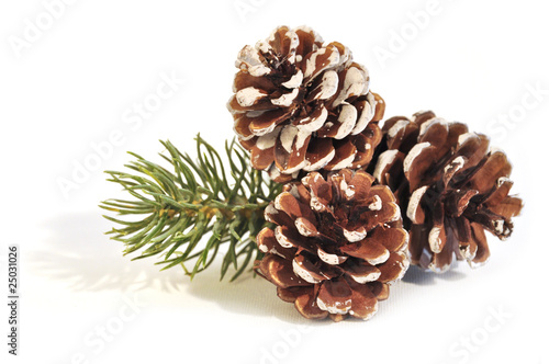 3 Tannenzapfen + Zweig